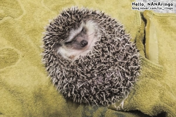 고슴도치_4.jpg